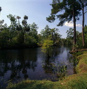 Scenic view of river in Citrus County, Florida.