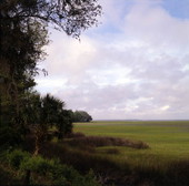 View of marsh.