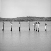 View showing pelicans in the Everglades - Collier County, Florida.