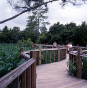 Visitors walking on footbridge at the Gatorland theme park in Orlando, Florida.