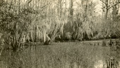 Cypress at Deer Pond.