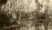Pondcypress at Dean Island, Florida.