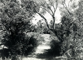 Vegetation on Mound Key, Florida.