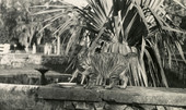 Hedwig Michel's pet cat "Moushie" in Estero, Florida.