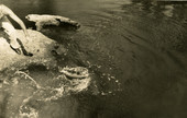 Koreshan bringing a small tarpon to shore in the Estero River.
