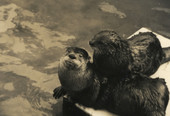 Otters.