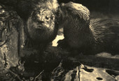 Otters.