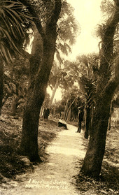 Postcard showing "a woodland scene, near Fort Myers, Fla."