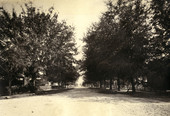 Dirt road in Arcadia, Florida.