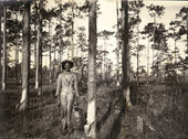 African American turpentine industry worker standing next to tapped tree.