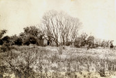 Looking toward trees in the Koreshan Unity gardens.
