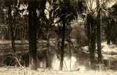 Rope Bend, Caloosahatchee above Fort Myers, Fla.