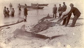 Mullet fishermen pulling sharks away from mullet nets and onto the shore in Key West, Florida.
