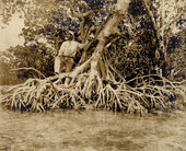 Unidentified man standing on mangrove plants in Key West, Florida.