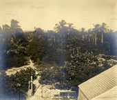 Bird's eye view showing vegetation on Cat Key.