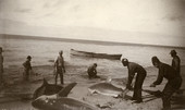Mullet fishermen pulling sharks ashore to prevent destruction of their nets.