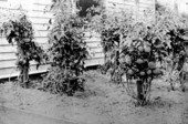 Tomato plants
