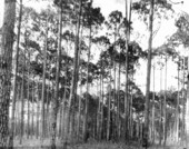 Stand of pine