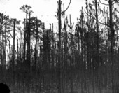 Burned longleaf pine saplings