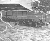 Flock of poultry at state prison