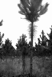 Improperly pruned Slash pine