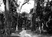 A Hammock drive
