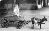 Jack Wade in goat-drawn wagon - Madison, Florida