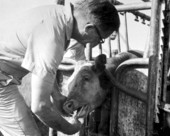 J.A. Davis treating cow on Eugene Mugge's farm - Greenville, Florida