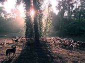 Morning view of dog with a herd of sheep