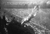 Ricou Browning swimming underwater during filming of "Revenge of the Creature" movie.