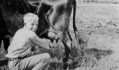 Tommy Gordon, of Tampa, milking a cow