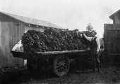 Bananas on truck at Saint Cloud