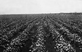 A crop scene near Clewiston