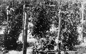 Blackberries growing at Oldsmar