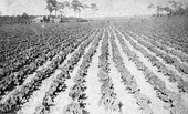 Cabbage, Hiear's & Clark's - Eustis