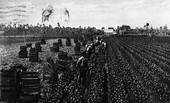 Harvesting celery - Sanford, Florida