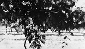 Grapes in Lake County