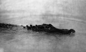 Alligator swimming