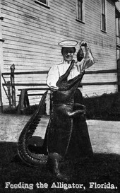 Feeding the alligator