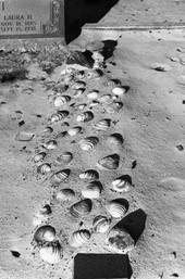 Thrift plot with seashells at Macedoni Cemetery - Baker County, Florida