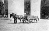 Hance Raulerson in mule drawn wagon at the C.F. Barber place - Baker County, Florida