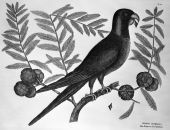 Carolina parrot