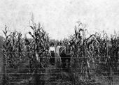Mr. and Mrs. Hasty in cornfield on family farm - Calhoun County