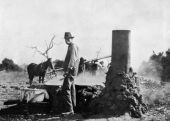 Cane syrup operation - Lake County, Florida