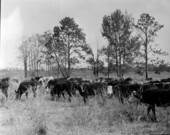 Drought stricken cattle sent to Cherry Lake Rehabilitation Community from the middle west - Cherry Lake, Florida