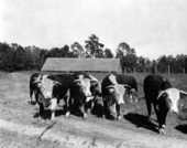 Cattle at Cherry Lake Rural Rehabilitation Community - Cherry Lake, Florida