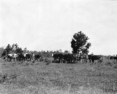 Cattle at the Cherry Lake Rural Rehabilitation Community - Cherry Lake, Florida