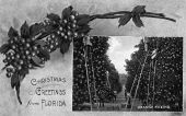 Christmas greetings from Florida