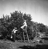 Picking oranges - Hernando County, Florida