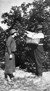 Couple picking oranges - DeLand, Florida